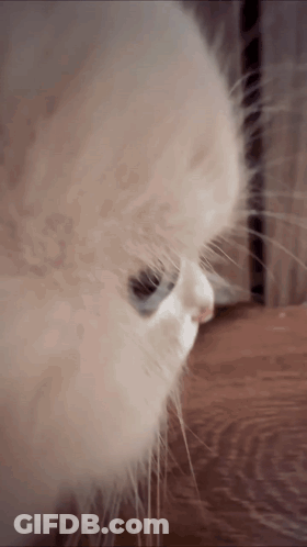 A Close Up Of A Cat 'S Nose And Whiskers On A Wooden Floor GIF