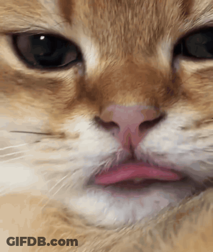 A Close Up Of A Cat 'S Nose With A Pink Lip GIF