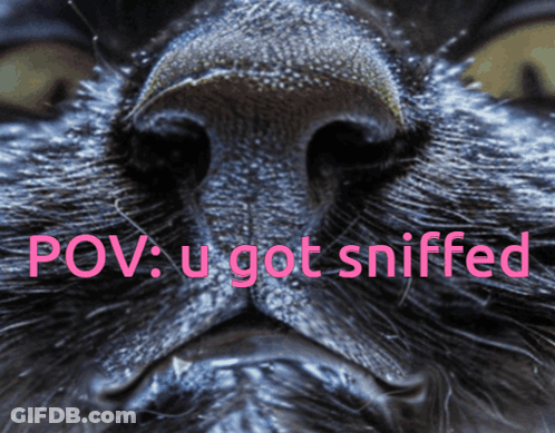 A Close Up Of A Cat 'S Nose With The Words POV U Got Sniffed In Pink GIF
