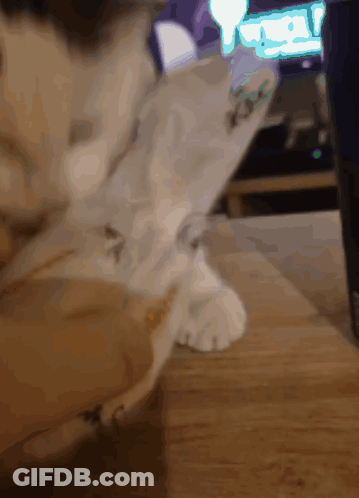 A Close Up Of A Cat 'S Paw On A Wooden Surface GIF