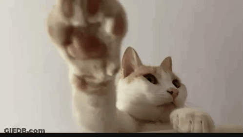 A Close Up Of A Cat 'S Paw Reaching Out Towards A Camera . GIF