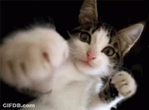 A Close Up Of A Cat 'S Paw Reaching Out Towards The Camera On A Black Background . GIF