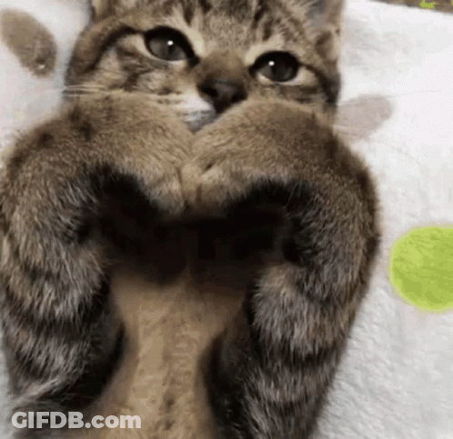A Close Up Of A Cat 'S Paws On A Blanket GIF