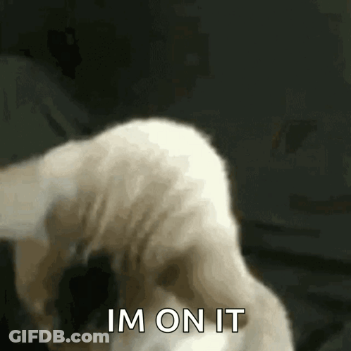 A Close Up Of A Cat 'S Tail With The Words Im On It Above It GIF