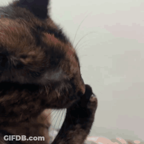 A Close Up Of A Cat Scratching Its Face With Its Paw GIF