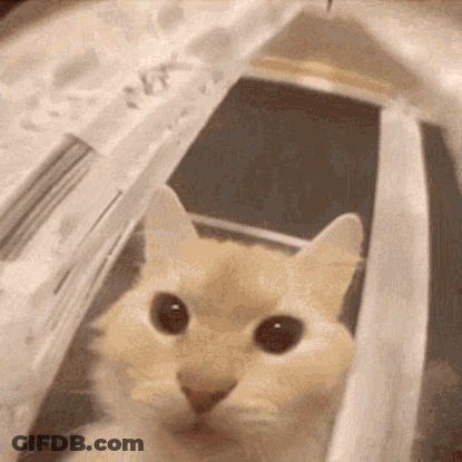 A Close Up Of A Cat Sitting In A Cage Looking At The Camera . GIF