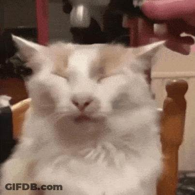 A Close Up Of A Cat Sitting In A Chair With Its Eyes Closed GIF