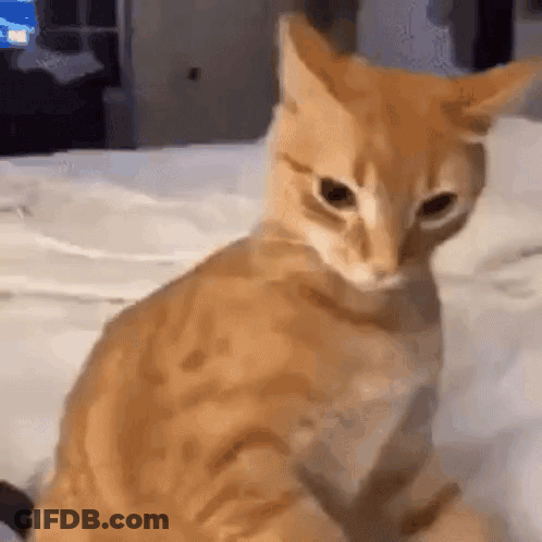A Close Up Of A Cat Sitting On A Bed Looking At The Camera . GIF