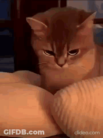 Cat Sitting On Arm Looking At Camera GIF