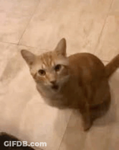A Close Up Of A Cat Sitting On A Tiled Floor Looking Up At The Camera . GIF