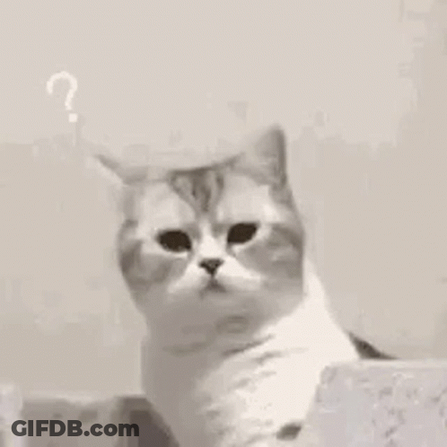 A Close Up Of A Cat Sitting On Top Of A Staircase Looking At The Camera . GIF