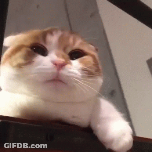 A Close Up Of A Cat Sitting On Top Of A Staircase . GIF