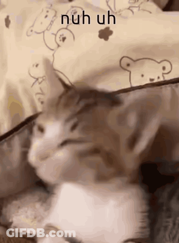 A Close Up Of A Cat Sleeping On A Bed With A Pillow With A Teddy Bear On It . GIF
