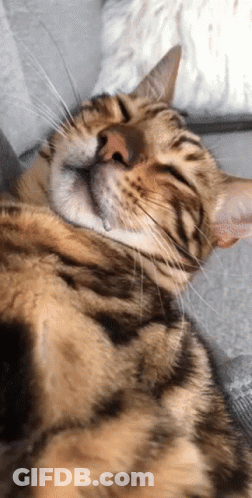 A Close Up Of A Cat Sleeping On A Couch With Its Eyes Closed GIF