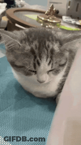 A Close Up Of A Cat Sleeping On A Table With Its Eyes Closed GIF