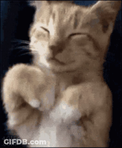 A Close Up Of A Cat Sleeping On Its Back With Its Eyes Closed . GIF