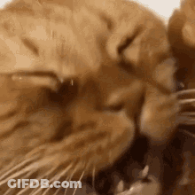 A Close Up Of A Cat Sleeping With Its Eyes Closed And Looking At The Camera . GIF