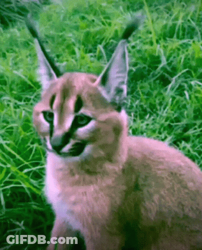 A Close Up Of A Cat Standing In The Grass GIF