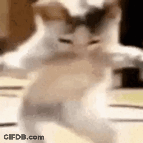 A Close Up Of A Cat Standing On Its Hind Legs . GIF