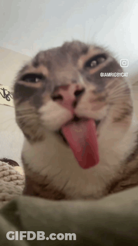 A Close Up Of A Cat Sticking Its Tongue Out With The Caption Iamrigbycat GIF