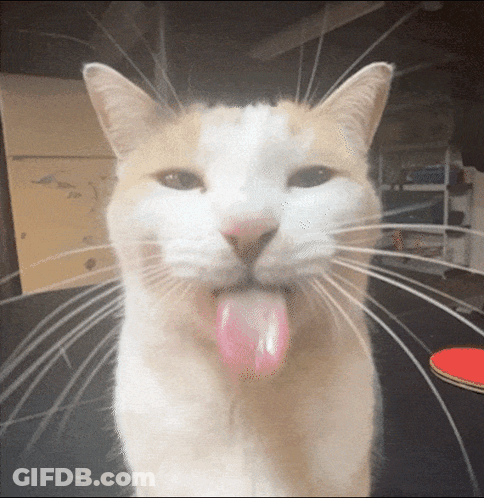 A Close Up Of A Cat Sticking Out Its Tongue GIF
