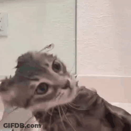 A Close Up Of A Cat Taking A Bath In A Bathtub . GIF