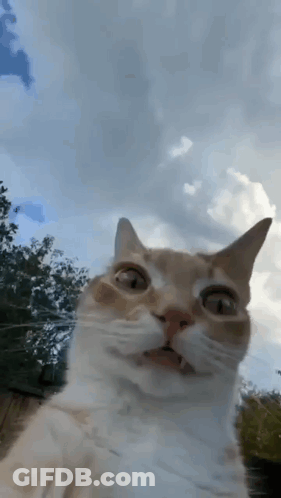 A Close Up Of A Cat Taking A Selfie With A Cloudy Sky In The Background GIF