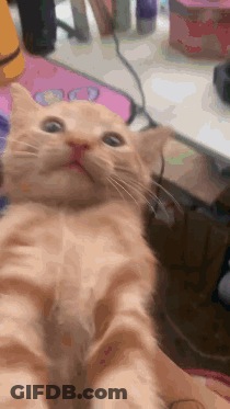 A Close Up Of A Cat Taking A Selfie With Its Mouth Open GIF