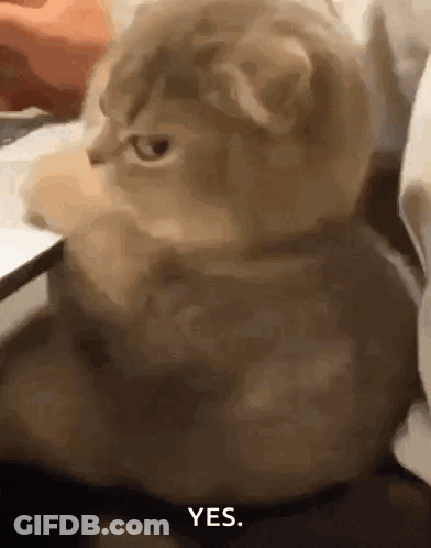 A Close Up Of A Cat That Says Yes On It GIF