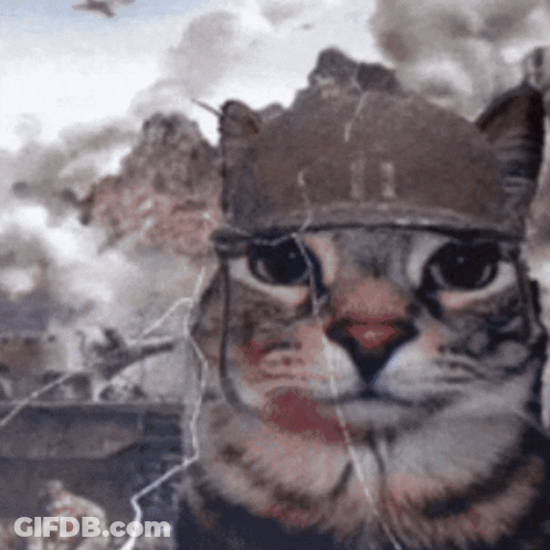 A Close Up Of A Cat Wearing A Crown GIF