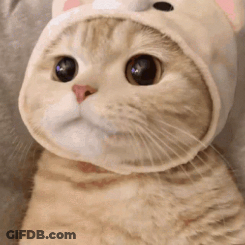 A Close Up Of A Cat Wearing A Hat And Looking At The Camera . GIF