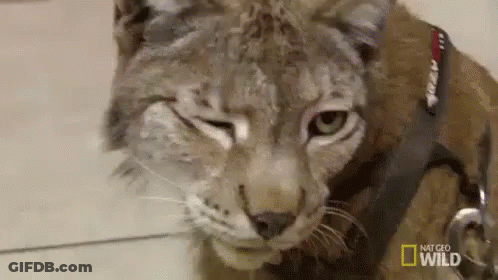 A Close Up Of A Cat Wearing A Leash And Collar . GIF