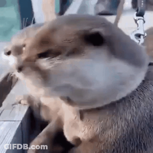 A Close Up Of A Cat Wearing A Leash On A Leash . GIF