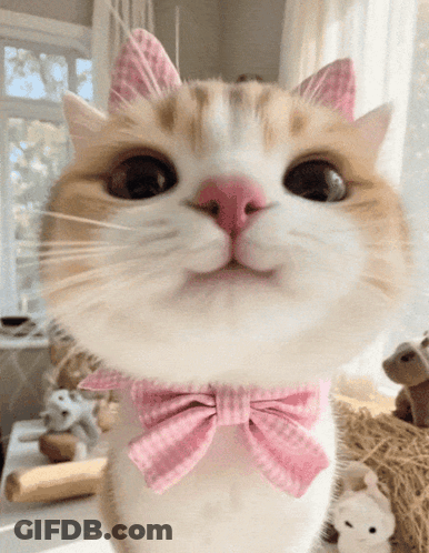 A Close Up Of A Cat Wearing A Pink Bow Tie And Ears GIF