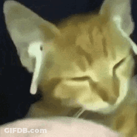 A Close Up Of A Cat Wearing Ear Buds On Its Ears . GIF