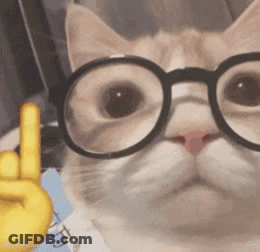 A Close Up Of A Cat Wearing Glasses And Giving The Middle Finger GIF