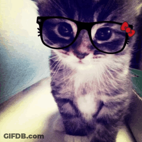 A Close Up Of A Cat Wearing Glasses With A Hello Kitty Bow GIF