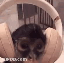A Close Up Of A Cat Wearing Headphones And Glasses . GIF