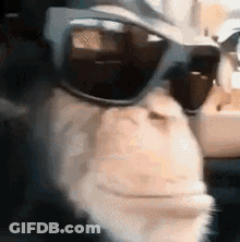A Close Up Of A Cat Wearing Sunglasses And Looking At The Camera . GIF