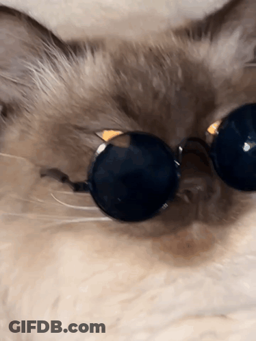 A Close Up Of A Cat Wearing Sunglasses Laying Down GIF