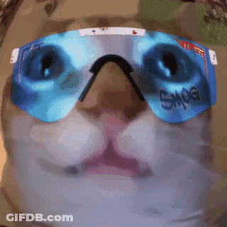 A Close Up Of A Cat Wearing Sunglasses With The Word Smog On Them GIF