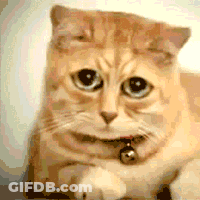 A Close Up Of A Cat With A Bell Around Its Neck Looking At The Camera GIF