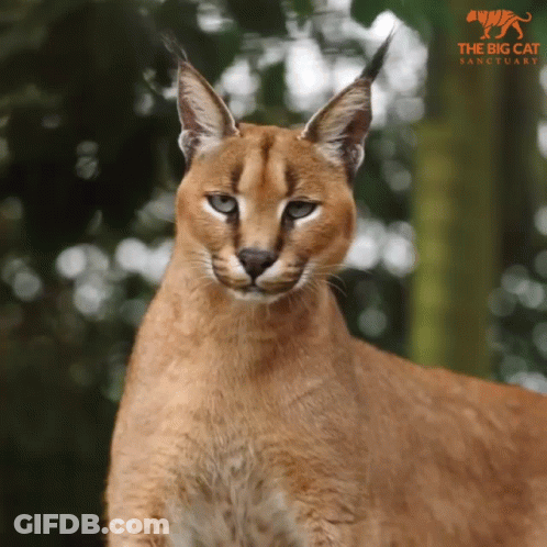A Close Up Of A Cat With A Big Cat Sanctuary Logo In The Background GIF