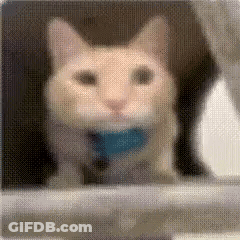 A Close Up Of A Cat With A Blue Collar Looking Out A Window . GIF