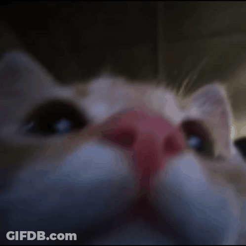 A Close Up Of A Cat With A Red Nose . GIF