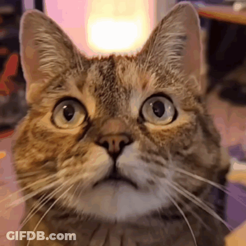 A Close Up Of A Cat With A Surprised Look On Its Face GIF