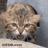A Close Up Of A Cat With A Tattoo On Its Face . GIF