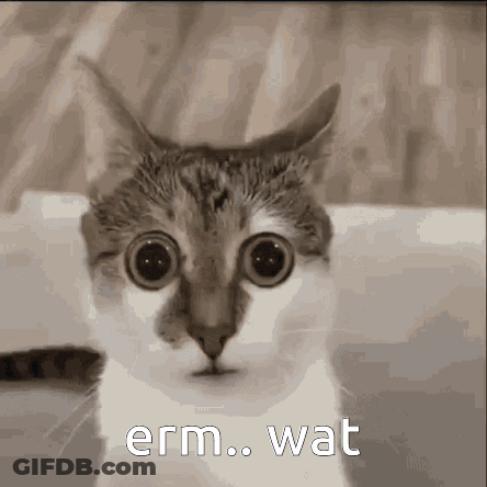 A Close Up Of A Cat With Big Eyes And The Words Erm Wat Written On It . GIF