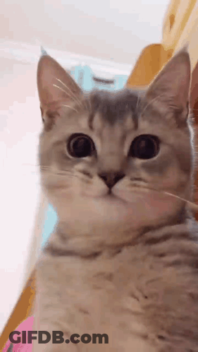 A Close Up Of A Cat With Big Eyes Looking At The Camera . GIF