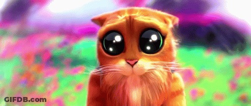 A Close Up Of A Cat With Big Eyes Looking At The Camera GIF